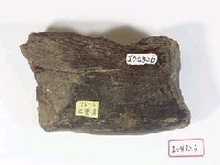 藏品(牛下顎骨一段)的圖片